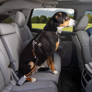Kurgo Direct to seat belt Tether for Dogs