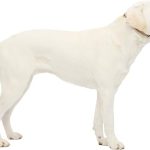 PetSafe Gentle Leader Headcollar, No-Pull Dog Collar