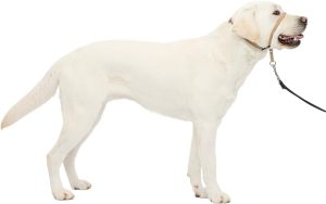 PetSafe Gentle Leader Headcollar, No-Pull Dog Collar